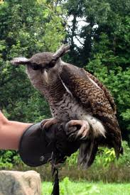 Jurong Bird Park Singapore Bird Park Singapore