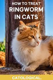 Ringworm In Cats What Is It How Do I Treat It Does It Go Away In 2021 Ringworm In Cats Cat Parenting Cat Diseases