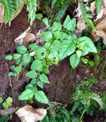 Image result for Halleria lucida