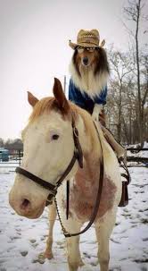 Sheltie Dog On Horse Wearing Cowboy Hat Sunglasses Cute Animals Funny Animal Pictures Funny Horses