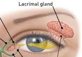 Image result for Blepharis gazensis