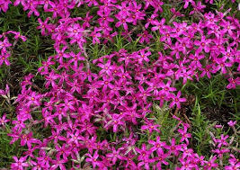 Wozu Klassische Bodendecker Garten Haus Garten Zenideen Flowers Castle Garden Plants