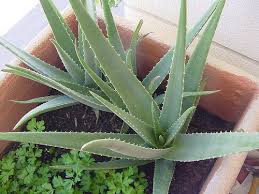 Comment Cultiver De L Aloe Vera A La Maison Ameliore Ta Sante Remedes Naturels Cultiver Astuce Jardinage