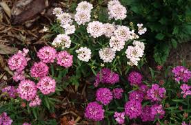 Image result for Iberis umbellata