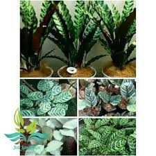 Tanaman hias asparagus fern memiliki daun yang indah. Jual Paket Tanaman Hias 5 Jenis Tanaman Calathea Tanaman Indoor Kalatea Terbaru Juni 2021 Blibli