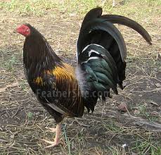 American Game Fowl