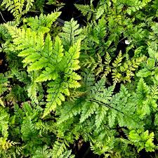 Image result for Davalliaceae