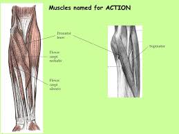 The signal, an impulse called an action potential, travels through a type of nerve cell the neuromuscular junction is the name of the place where the motor neuron reaches a muscle cell. The Muscular System Lab 7 Objective 4 Human Muscles Ppt Download