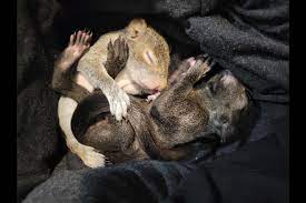 Abandoned Baby Squirrels What To Do Niagara Now