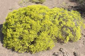 Image result for Eriosema verdickii