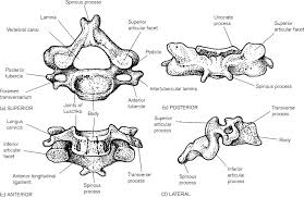 Start studying atlas and axis bone. First Cervical Vertebra An Overview Sciencedirect Topics