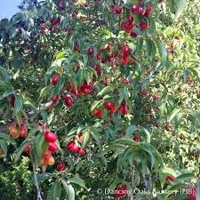 Cornus Mas Cornelian Cherry Dogwood Cornus Mas Dogwood Autumn Garden