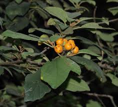 Image result for Cordia monoica