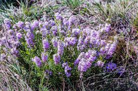 Image result for Hermannia grandistipula