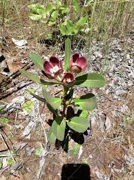 Image result for Glossostelma spathulatum