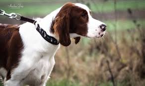 Image result for irský červenobílý setr