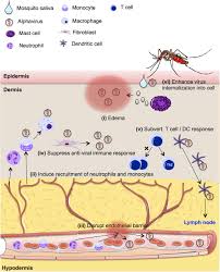 And summertime in dc is the most important time to have mosquito control. Mosquito Saliva Reshapes Alphavirus Infection And Immunopathogenesis Journal Of Virology