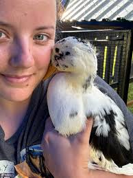 How often has metzer sent you the wrong gender ?? We got 4 runners. All  supposed to be girls. But as time goes, idk. I know their quack is still  developing and