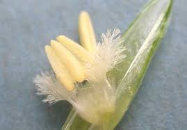 Image result for Poaceae