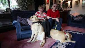 Blind couple find love after their dogs fall for each other at a guide dog  training course - YouTube
