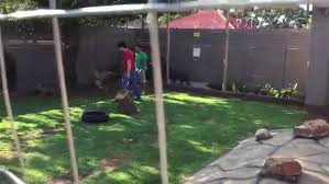 Diego and Kito playing part 2