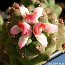 Image result for Monadenium crenatum