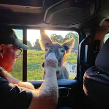 🚙 🦓 We're looking forward to everything new and exciting! We're happy to  announce Jeep Safari with our friends over at Bantam Jeep Heritage  Festival! Stay tuned for more details!! 🚙 🦬