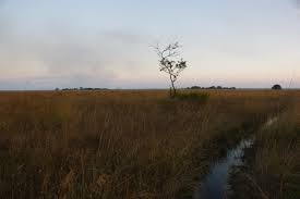 Image result for Strophanthus welwitschii