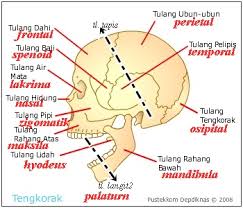 Ya, tubuh akan menjadi lembek dan tidak dapat bediri tegak. Http Ramm App Blogspot Com 2012 11 Tulang Dan Nama Latinnya Html