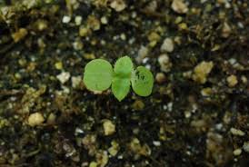 Image result for Galinsoga