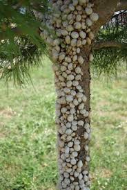 We did not find results for: Facts About Snails Snail Facts And Information