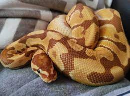 Ultramel Ball Python Pet Snake Ball Python Ball Python Morphs
