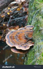 Image result for Ischnoderma resinosum