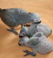 Birds for sale near me. Buy Umbrella Cockatoo Online Umbrella Cockatoo Online For Sale