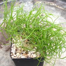 Image result for Bowiea volubilis