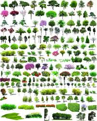 Garden Plant Shrub Psd Layered Material Garden Trees Tree Photoshop Plants