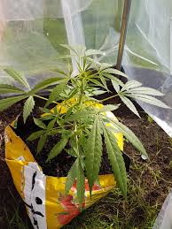 Northern lights outdoor grow uk. Reddit Uk Outdoor Grow Reddit Uk