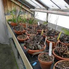 Image result for Eulophia tenella