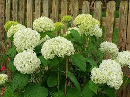 The freeze may be light and even go unnoticed until one realizes that the blooms are not forming. Hydrangea Blooming Issues Growing Tips Gardening Blooming Secrets