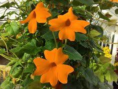 Image result for Dyschoriste radicans