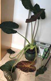 Alocasia lauterbachiana is a tender, upright perennial, suitable for both indoor and outdoor environment. Several Leaves Of My Giant Alocasia Elephant Ears Have Become Droopy And Brown Leaking A Rust Colored Liquid I Acquired It Maybe Six Weeks Ago And It S Indoors In A Pot With Drainage