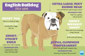 More to the point, the bulldog was trained and bred to fight bulls for sport. English Bulldog Dog Breed Hypoallergenic Health And Life Span Petmd