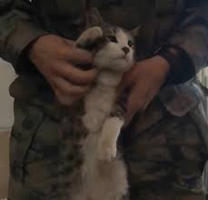 Kedi Ozel Harekat Egitimde