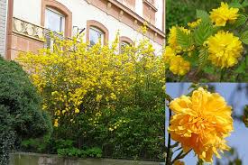 Borne on slender, arching stems, the blossoms. Easter Rose Planting And Care Kerria Japanese Will Decorate Any Garden Varieties Of Varieties Of Japanese Kerriya