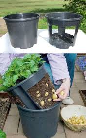 Check spelling or type a new query. Grow Potatoes In Containers Bags 8 Best Secrets A Piece Of Rainbow