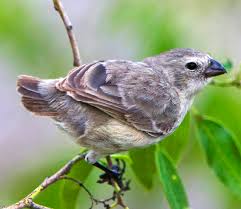 Image result for Microcharis angolensis