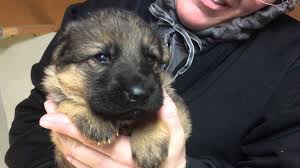 Find german shepherd dogs and puppies from pennsylvania breeders. German Shepherd Puppies For Sale In Pa Change Comin