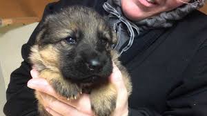 Join millions of people using oodle to find puppies for adoption, dog and puppy listings, and other pets adoption. German Shepherd Puppies For Sale In Pa Change Comin