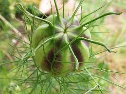 Love In A Mist Seed Pod Seed Pods Seeds Parts Of A Flower