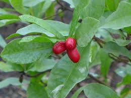 Image result for Synsepalum